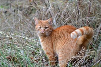 Cat preparing to spray