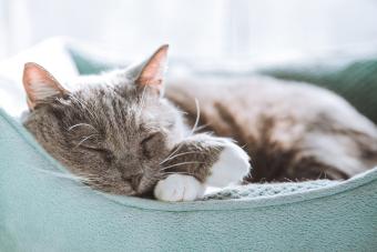 Cute Indoor Cat Sleeping