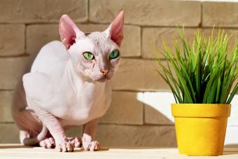 https://cf.ltkcdn.net/cats/cat-health/images/slide/323314-850x566-sphynx.jpg