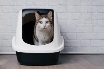 Tabby cat sitting in a litter box 