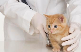 Veterinarian hands examining kitten