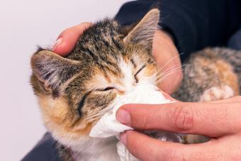 Sick kitten with an infection and discharge