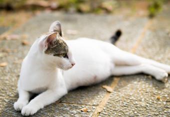 https://cf.ltkcdn.net/cats/cat-health/images/slide/325347-800x549-dreamstime-pregnant-cat.jpg