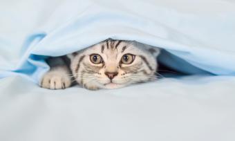 Kitten hiding under quilt cover