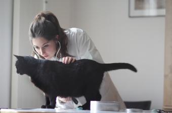 Veterinarian inspecting black cat