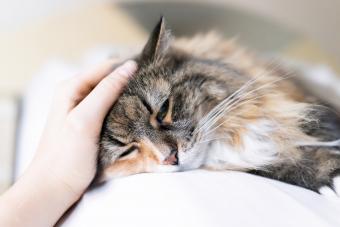 Petting sat looking calico cat