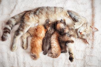 Mother cat with kittens