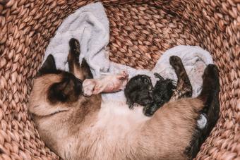 Siamese cat with newborn kittens