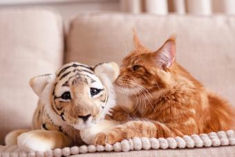 Ginger maine coon cat