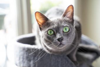 Natural breed korat blue-grey short-haired kitty face on a cat tree