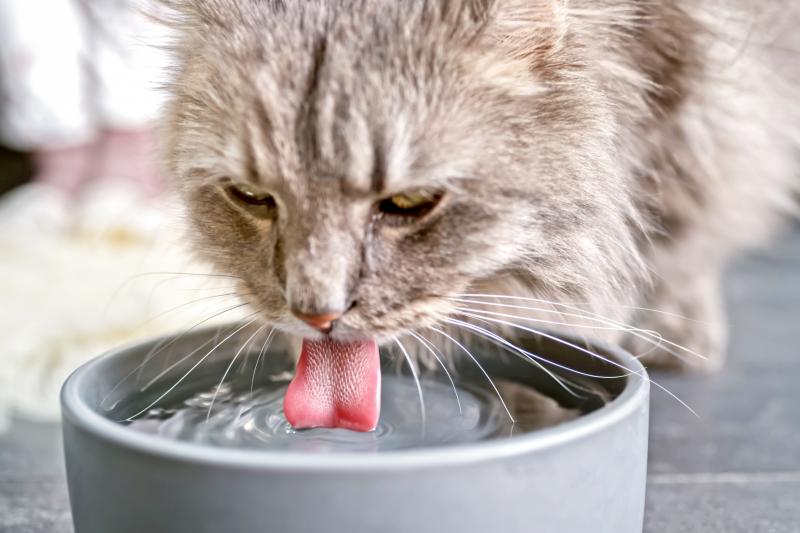 Cat Hydration Tips to Keep Your Kitty Healthy & Hydrated LoveToKnow Pets