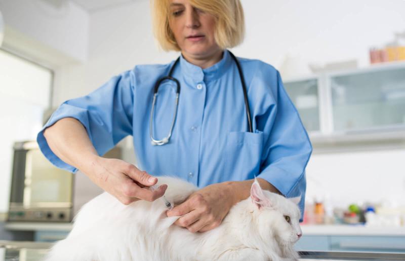 Risks and Benefits of Feline Leukemia Shots LoveToKnow Pets