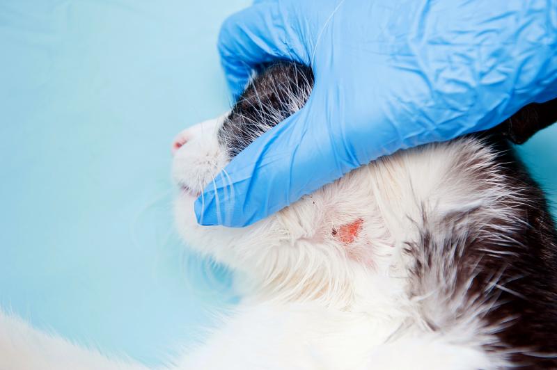 Ringworm In Cats Poop