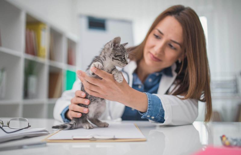 What Is Wrong With My Cat? LoveToKnow Pets
