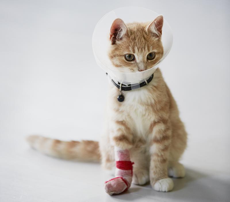 How Much Does It Cost To Declaw A Cat LoveToKnow Pets