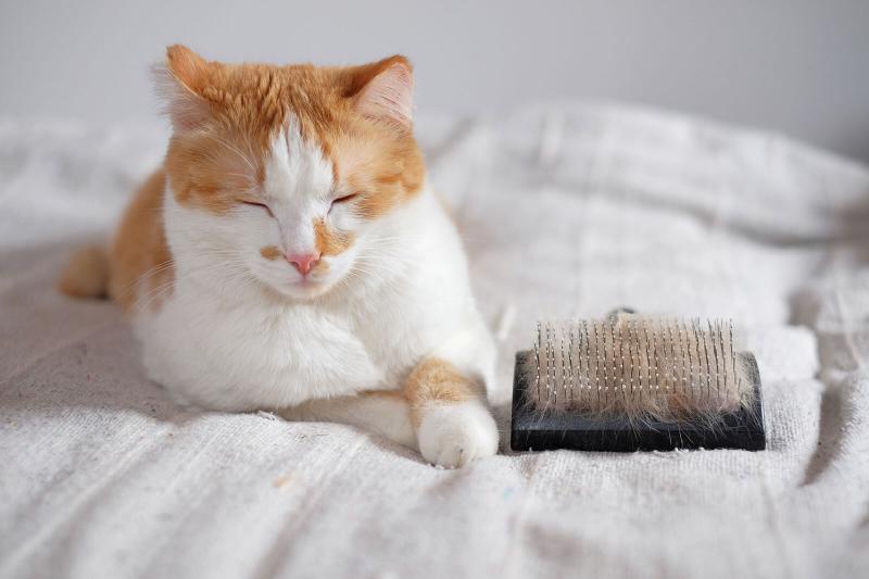 Is Your Cat Losing Hair 13 Possible Causes LoveToKnow Pets