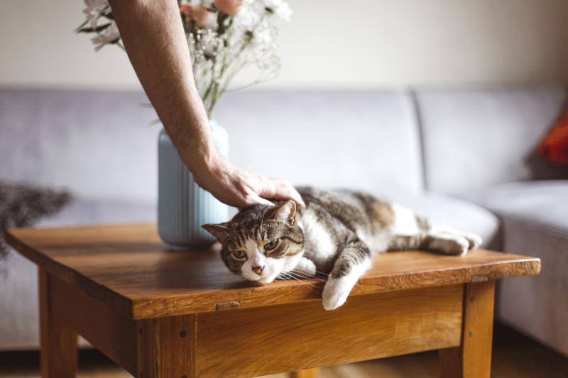 7 Hacks to Keep Your Cat Cool on Hot Days (Without AC!) LoveToKnow Pets