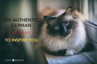 101 Authentic German cat names