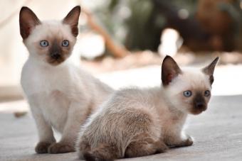 Siamese Cats