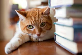 Cat lies down near a stack of books