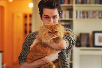 Young man holding a red Persian cat 