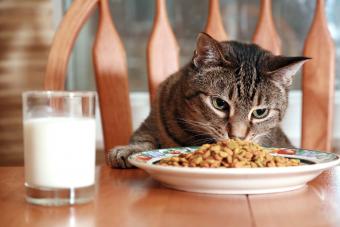 A spoiled cat eating from a dish at a diningroom table.