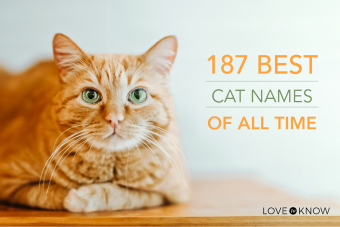 best cat names