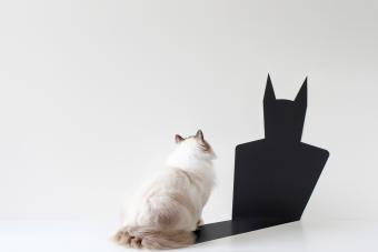 Cat looking at batman shadow