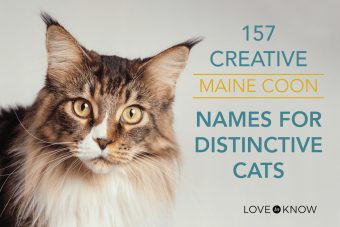 Creative Maine Coon Names for Distinctive Cats