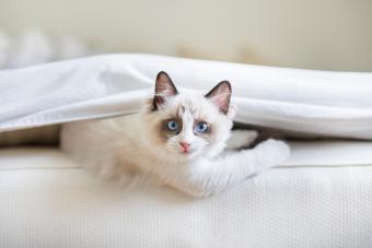 A cute Ragdoll kitten in the bed 