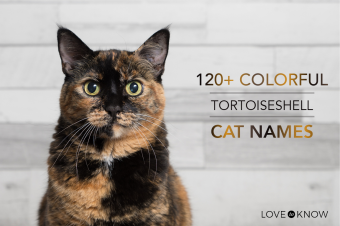 120+ colorful tortoiseshell cat names