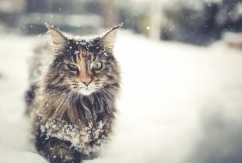 Cat in the snow.