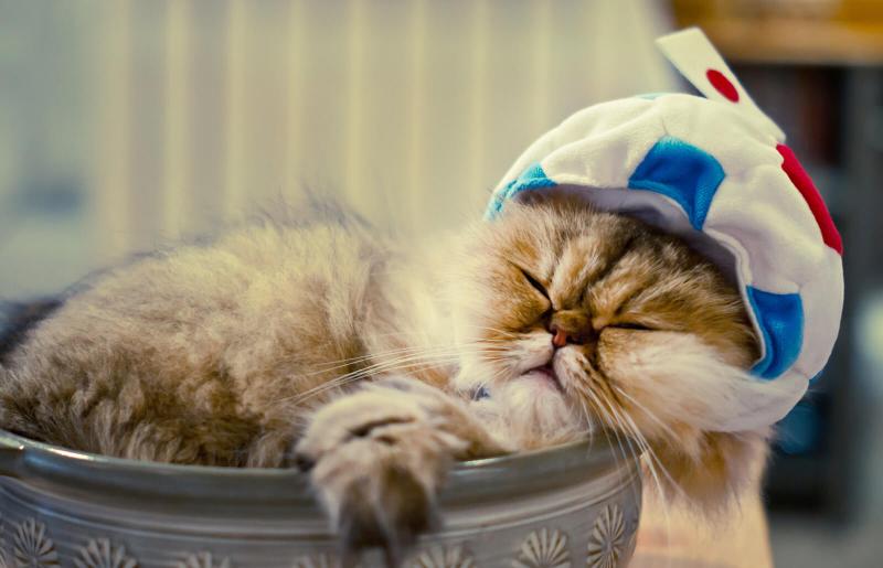 225 Popular Japanese Cat Names With Meanings LoveToKnow Pets