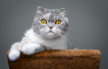 Cute scottish fold cat