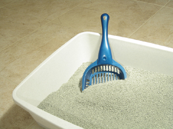 persian cat sand