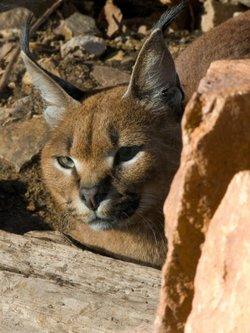 An exotic Caracal cat