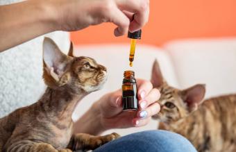 Are Essential Oils Safe for Cats? A Clear Guide