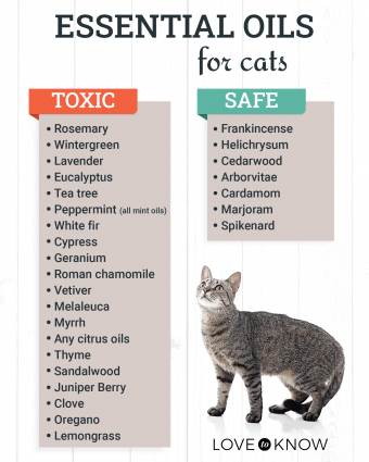 Essential Oils for Cats