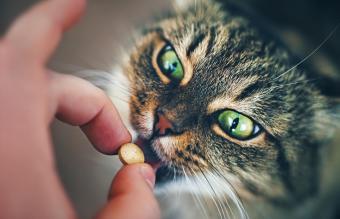 How to Use a Pill Gun for a Cat