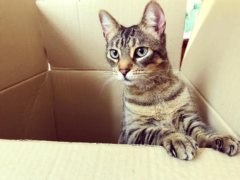 Why Do Cats Like Boxes? LoveToKnow Pets