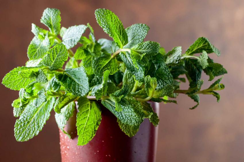 9 Indoor Herb Garden Ideas for Your Favorite Culinary Styles LoveToKnow