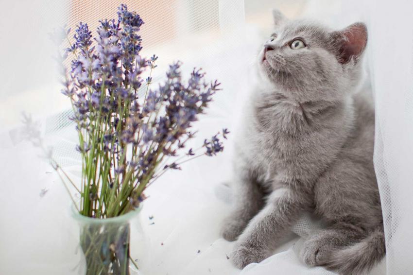 10 Smells Cats Hate (Avoid a Grumpy Kitty) LoveToKnow Pets