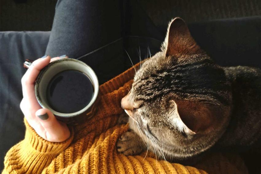 10 Smells Cats Hate (Avoid a Grumpy Kitty) LoveToKnow Pets