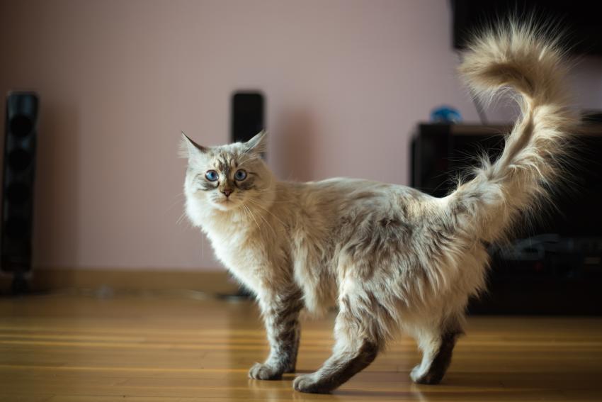 6 Tail Positions Unlock Your Cat's Secret Body Language LoveToKnow Pets