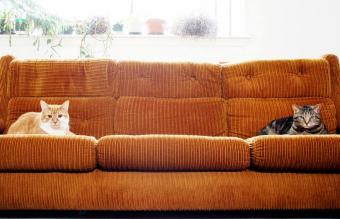 Two cats sitting on an orange couch