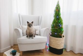 cat sitting on chair beside small Christmas tree