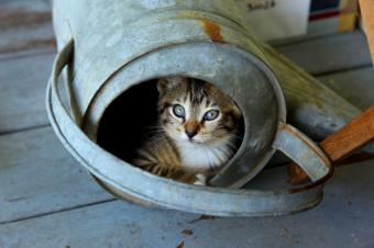 cat hiding in watering can