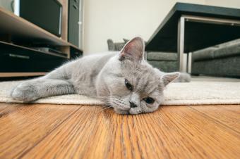 Sad gray cat