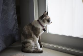 Cat looking out a window