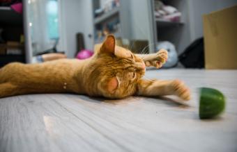 Cat playing with cucumber